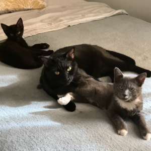 Lounging near and on each other on a bed, a small and young short haired black cat, an older medium sized short haired black cat, and a medium size short haired grey cat with white socks and collar all look at the camera casually.