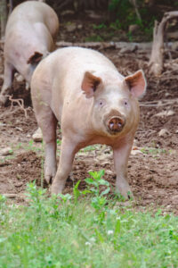 A happy pig roaming free in a pasture smiles at the camera.