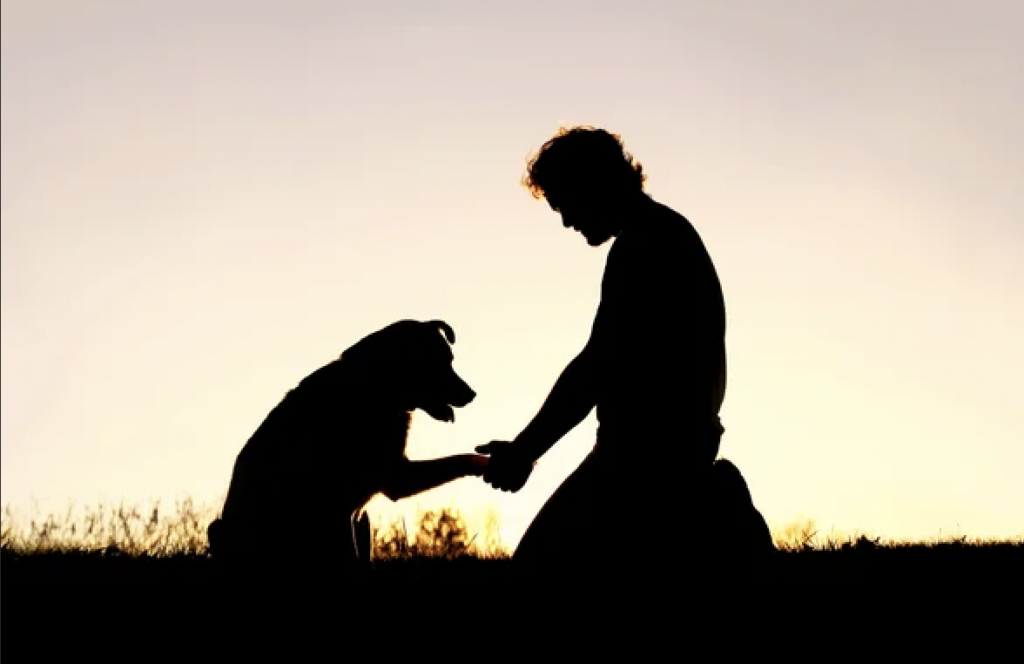 silhouette of a person kneeling on the ground facing a dog, holding its paw in their hand
