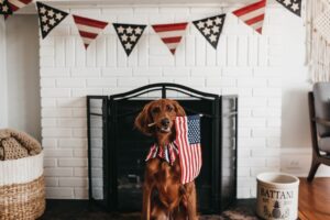 A dog sits in a living room beneath an American flag style bunting. The dog wears a red, white, and blue bow tie and holds an American flag in its mouth.
