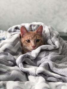 orange striped cat wrapped in a fuzzy fleece blanket. a blanket is a good gift for a sick friend
